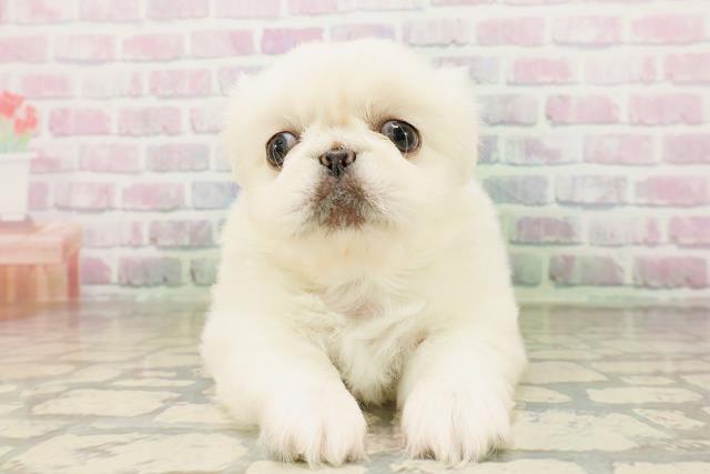 東京都のペキニーズ (Coo&RIKU三軒茶屋店/2026年4月24日生まれ/男の子/クリーム)の子犬