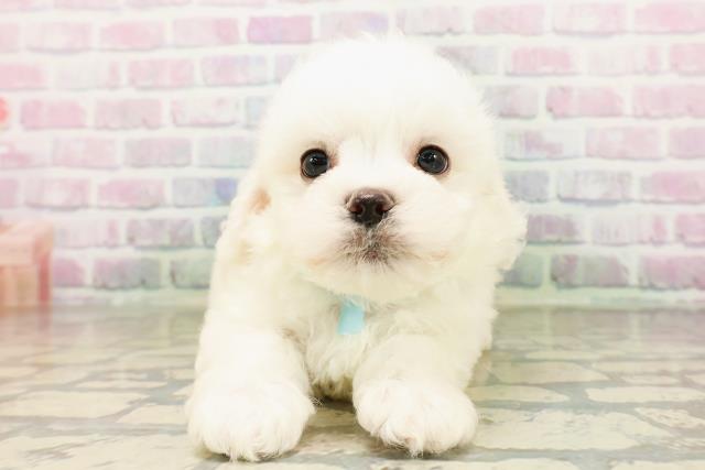 沖縄県のビションフリーゼ (Coo&RIKUイオン北谷店/2026年4月26日生まれ/男の子/ホワイト)の子犬の1枚目の画像