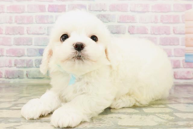 沖縄県のビションフリーゼ (Coo&RIKUイオン北谷店/2026年4月26日生まれ/男の子/ホワイト)の子犬の2枚目の画像