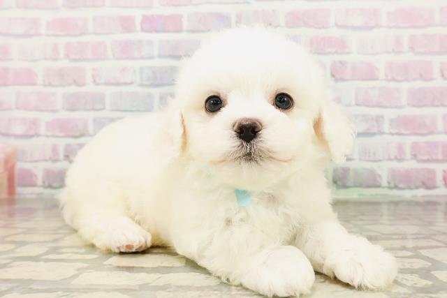 沖縄県のビションフリーゼ (Coo&RIKUイオン北谷店/2026年4月26日生まれ/男の子/ホワイト)の子犬の3枚目の画像