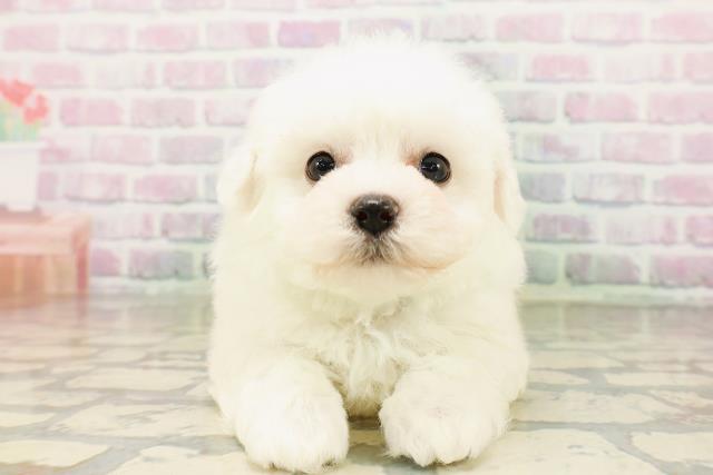 東京都のビションフリーゼ (Coo&RIKU大久保店/2026年4月26日生まれ/男の子/ホワイト)の子犬の1枚目の画像