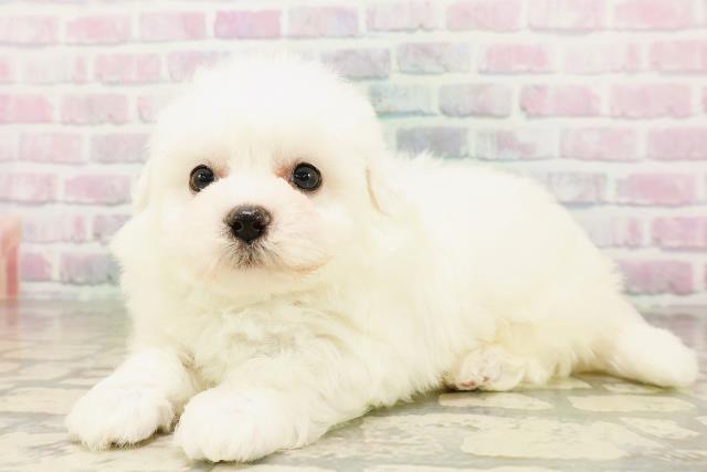 東京都のビションフリーゼ (Coo&RIKU大久保店/2026年4月26日生まれ/男の子/ホワイト)の子犬の2枚目の画像