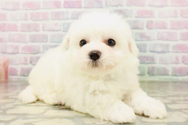 東京都のビションフリーゼ (Coo&RIKU大久保店/2026年4月26日生まれ/男の子/ホワイト)の子犬の3枚目の画像