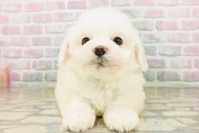 東京都のビションフリーゼ (Coo&RIKU広尾店/2026年4月26日生まれ/男の子/ホワイト)の子犬の1枚目の画像