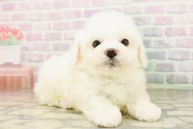 東京都のビションフリーゼ (Coo&RIKU広尾店/2026年4月26日生まれ/男の子/ホワイト)の子犬の3枚目の画像