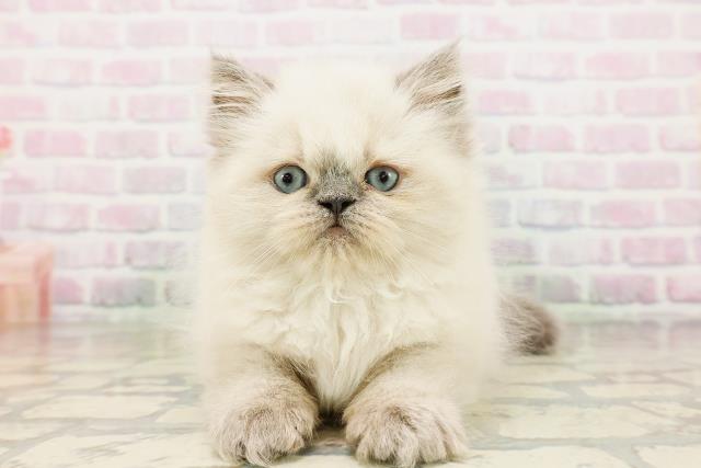 福井県のヒマラヤン (Coo&RIKU福井店/2026年4月26日生まれ/男の子/ブルーポイント)の子猫の1枚目の画像