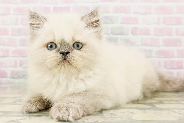 福井県のヒマラヤン (Coo&RIKU福井店/2026年4月26日生まれ/男の子/ブルーポイント)の子猫の2枚目の画像
