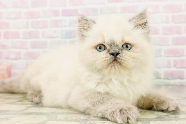 福井県のヒマラヤン (Coo&RIKU福井店/2026年4月26日生まれ/男の子/ブルーポイント)の子猫の3枚目の画像