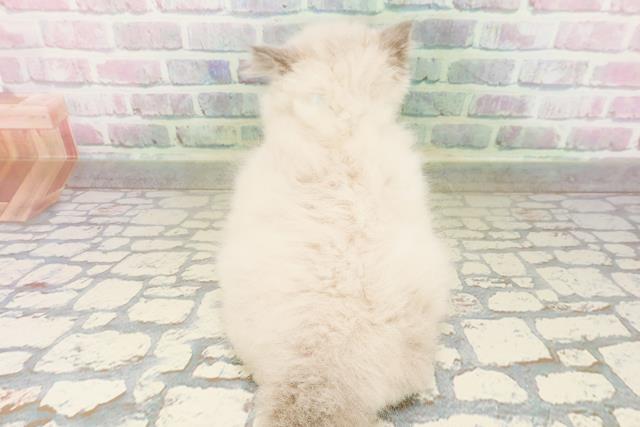 福井県のヒマラヤン (Coo&RIKU福井店/2026年4月26日生まれ/男の子/ブルーポイント)の子猫の4枚目の画像
