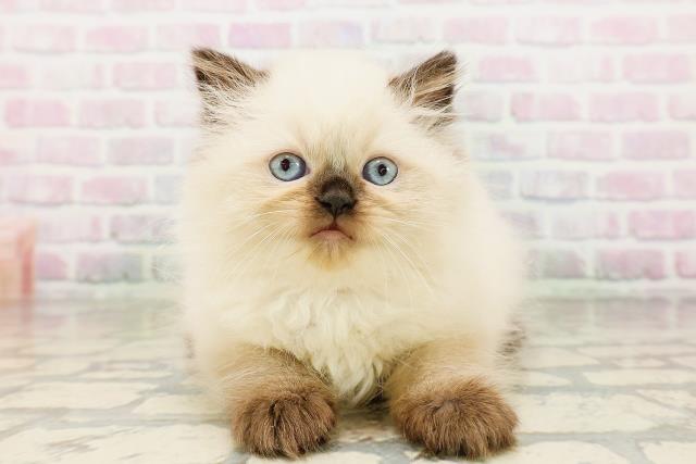 長野県のヒマラヤン (Coo&RIKU長野店/2026年4月26日生まれ/女の子/シールポイント)の子猫の1枚目の画像