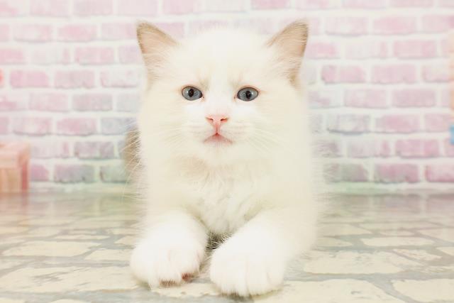 北海道のラグドール (Coo&RIKU室蘭店/2026年4月26日生まれ/女の子/ブルーポイントバイカラー)の子猫の1枚目の画像