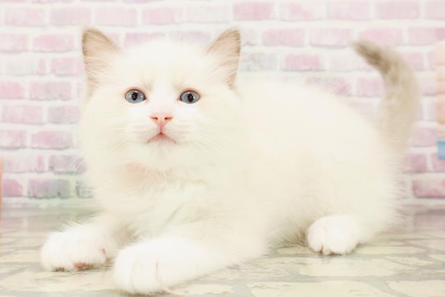北海道のラグドール (Coo&RIKU室蘭店/2026年4月26日生まれ/女の子/ブルーポイントバイカラー)の子猫の2枚目の画像