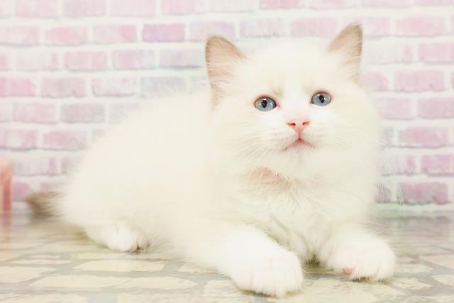 北海道のラグドール (Coo&RIKU室蘭店/2026年4月26日生まれ/女の子/ブルーポイントバイカラー)の子猫の3枚目の画像