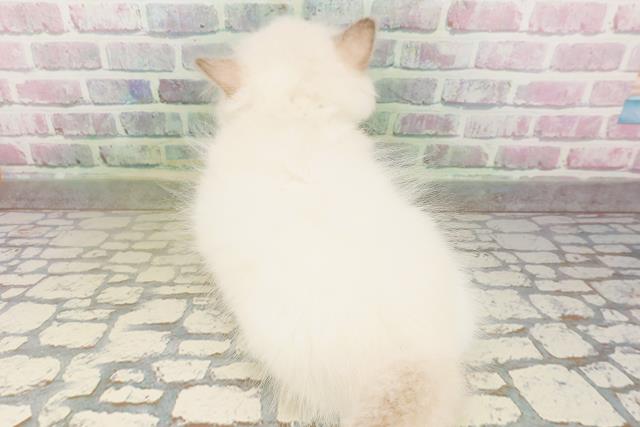 北海道のラグドール (Coo&RIKU室蘭店/2026年4月26日生まれ/女の子/ブルーポイントバイカラー)の子猫の4枚目の画像