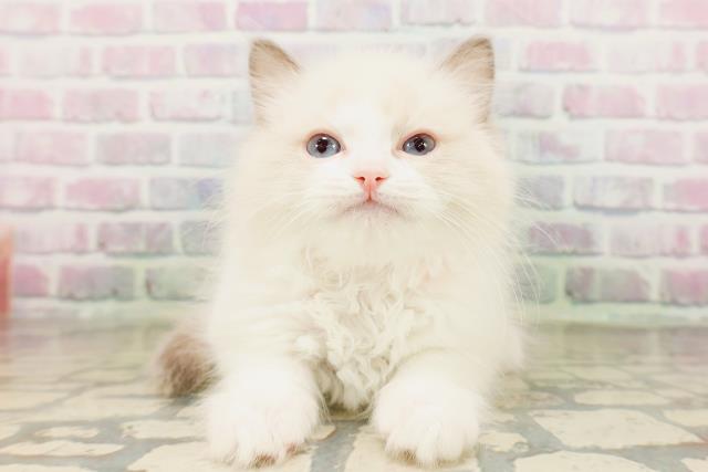 青森県のラグドール (Coo&RIKU青森店/2026年4月26日生まれ/女の子/ブルーポイントバイカラー)の子猫の1枚目の画像