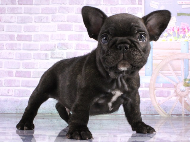大阪府のフレンチブルドッグ (Coo&RIKU梅田店/2026年4月25日生まれ/男の子/ブリンドル)の子犬の2枚目の画像