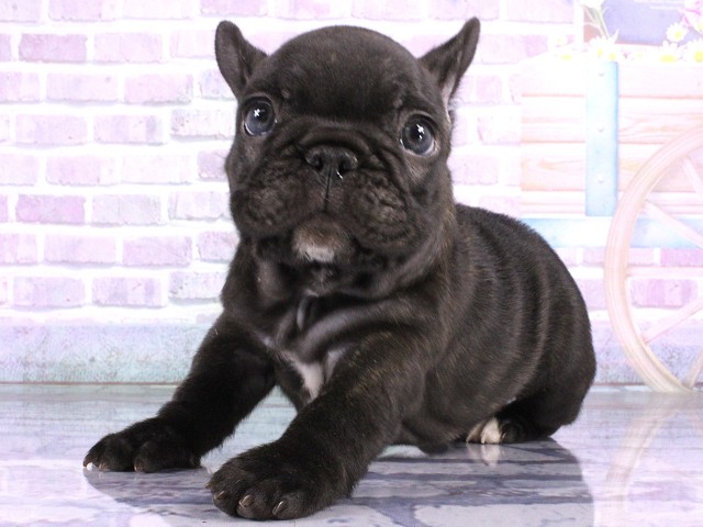 大阪府のフレンチブルドッグ (Coo&RIKU梅田店/2026年4月25日生まれ/男の子/ブリンドル)の子犬の3枚目の画像