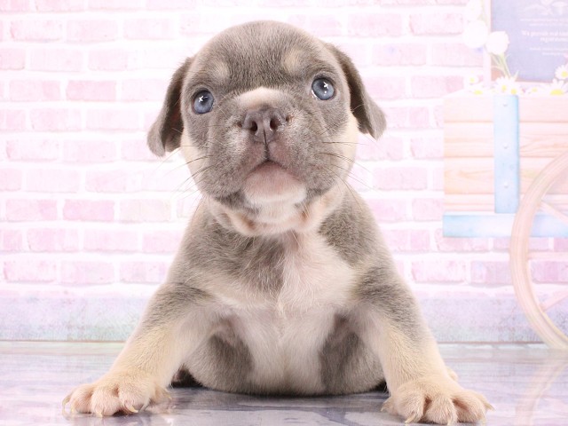 兵庫県のフレンチブルドッグ (Coo&RIKU姫路店/2026年4月14日生まれ/男の子/ライラックタン)の子犬の1枚目の画像