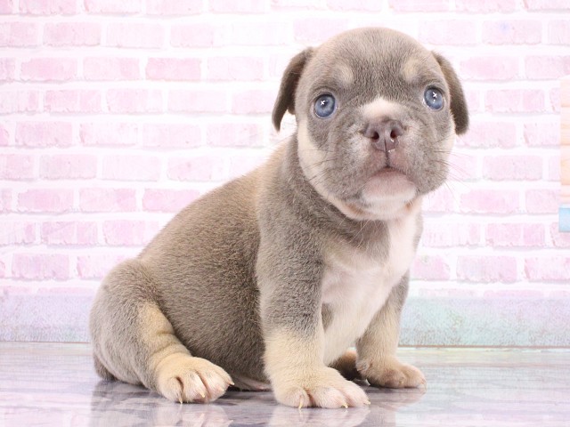 兵庫県のフレンチブルドッグ (Coo&RIKU姫路店/2026年4月14日生まれ/男の子/ライラックタン)の子犬の2枚目の画像