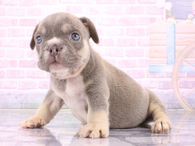 兵庫県のフレンチブルドッグ (Coo&RIKU姫路店/2026年4月14日生まれ/男の子/ライラックタン)の子犬の3枚目の画像