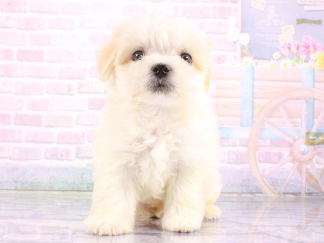 京都府のマルチーズ (Coo&RIKU京都河原町店/2026年4月24日生まれ/男の子/ホワイト)の子犬