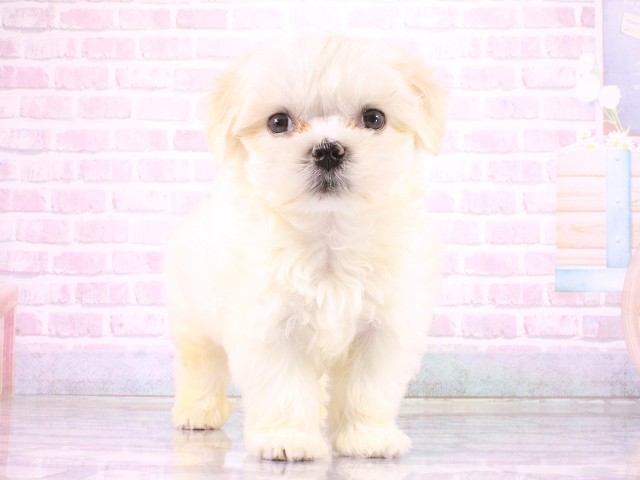 大阪府のマルチーズ (Coo&RIKU天王寺店/2026年4月24日生まれ/男の子/ホワイト)の子犬