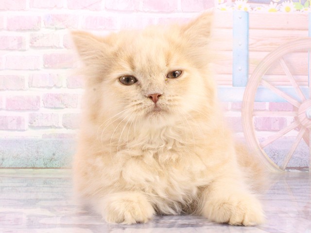 大阪府のスコティッシュストレート (Coo&RIKU城東古市店/2026年4月9日生まれ/男の子/クリーム)の子猫