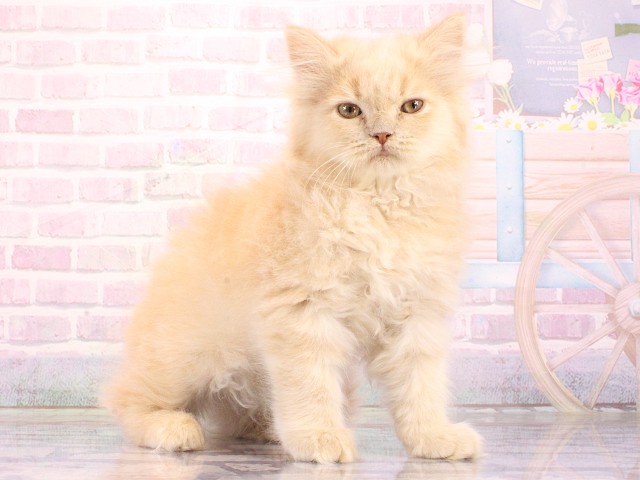 大阪府のスコティッシュストレート (Coo&RIKU城東古市店/2026年4月9日生まれ/男の子/クリーム)の子猫の2枚目の画像
