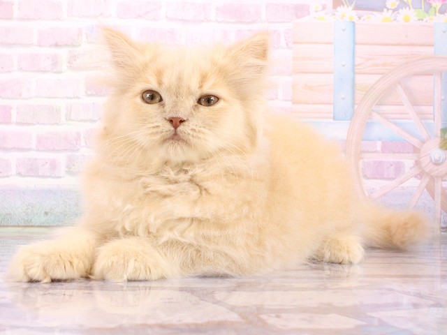 大阪府のスコティッシュストレート (Coo&RIKU城東古市店/2026年4月9日生まれ/男の子/クリーム)の子猫の3枚目の画像