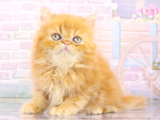 大阪府のエキゾチックロングヘアー (Coo&RIKU梅田店/2026年4月24日生まれ/男の子/レッドタビー)の子猫の3枚目の画像