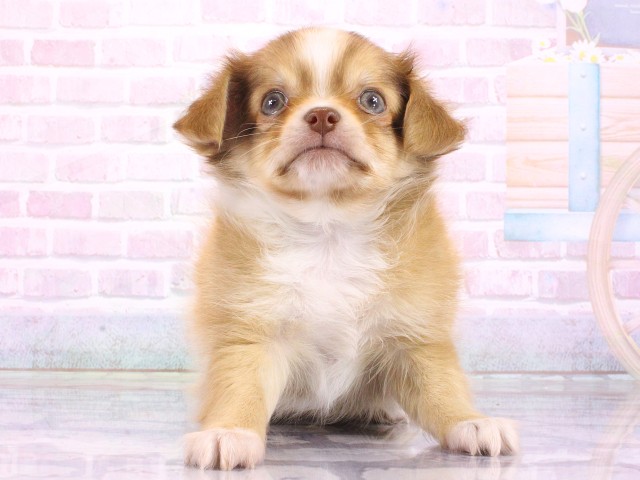 兵庫県のチワワ(ロング) (Coo&RIKU尼崎店/2026年4月26日生まれ/男の子/レッドホワイト)の子犬