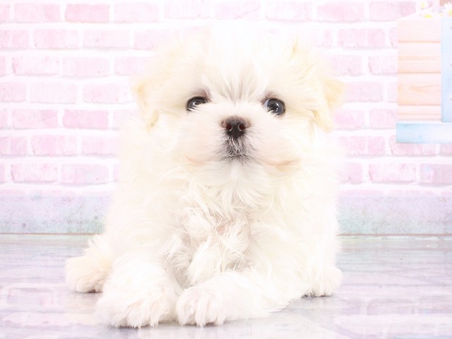 大阪府のマルチーズ (Coo&RIKU心斎橋店/2026年4月26日生まれ/女の子/ホワイト)の子犬の1枚目の画像