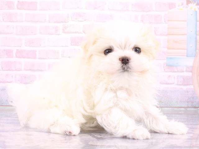 大阪府のマルチーズ (Coo&RIKU心斎橋店/2026年4月26日生まれ/女の子/ホワイト)の子犬の2枚目の画像