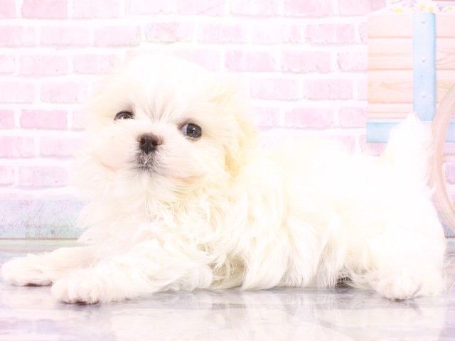 大阪府のマルチーズ (Coo&RIKU心斎橋店/2026年4月26日生まれ/女の子/ホワイト)の子犬の3枚目の画像