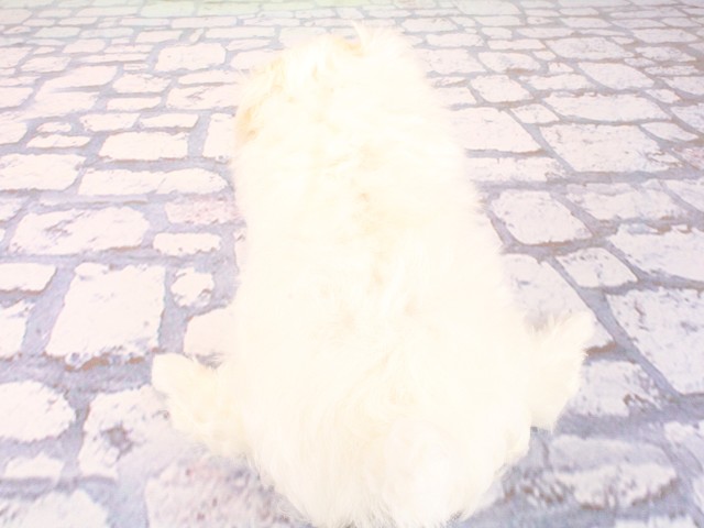 大阪府のマルチーズ (Coo&RIKU心斎橋店/2026年4月26日生まれ/女の子/ホワイト)の子犬の4枚目の画像