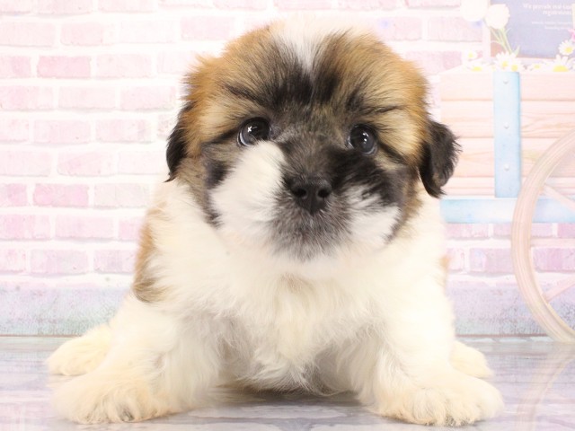 兵庫県のハーフ犬・ミックス犬 (Coo&RIKU姫路店/2026年4月26日生まれ/男の子/レッドホワイト)の子犬の1枚目の画像
