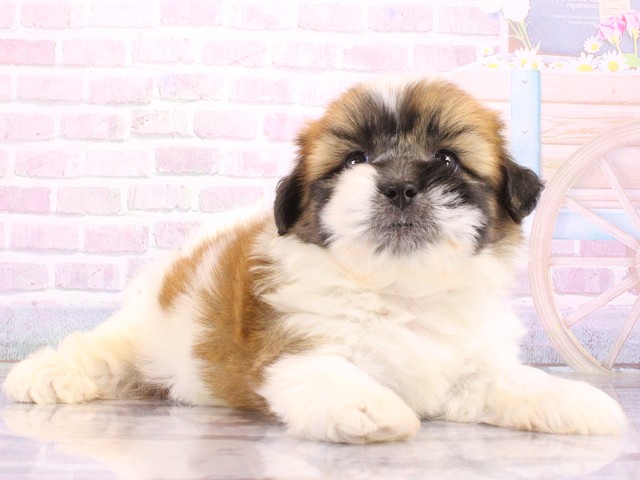 兵庫県のハーフ犬・ミックス犬 (Coo&RIKU姫路店/2026年4月26日生まれ/男の子/レッドホワイト)の子犬の2枚目の画像