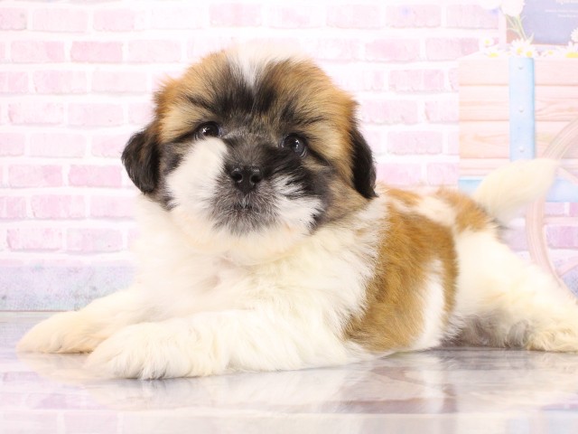 兵庫県のハーフ犬・ミックス犬 (Coo&RIKU姫路店/2026年4月26日生まれ/男の子/レッドホワイト)の子犬の3枚目の画像