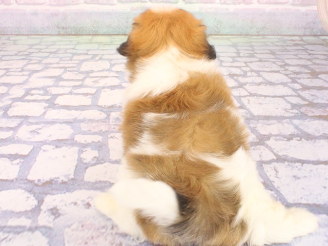 兵庫県のハーフ犬・ミックス犬 (Coo&RIKU姫路店/2026年4月26日生まれ/男の子/レッドホワイト)の子犬の4枚目の画像