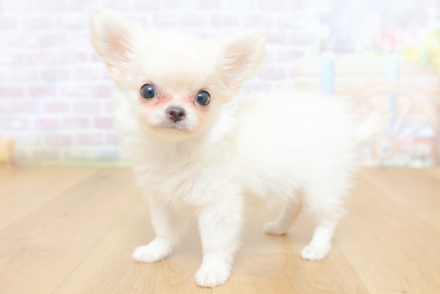 福島県のチワワ(ロング) (Coo&RIKU郡山店/2026年4月21日生まれ/女の子/ホワイト)の子犬の2枚目の画像