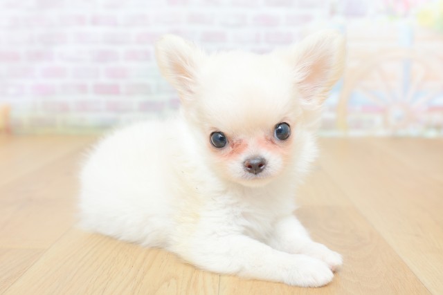 福島県のチワワ(ロング) (Coo&RIKU郡山店/2026年4月21日生まれ/女の子/ホワイト)の子犬の3枚目の画像