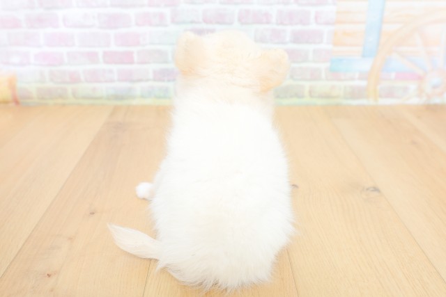 福島県のチワワ(ロング) (Coo&RIKU郡山店/2026年4月21日生まれ/女の子/ホワイト)の子犬の4枚目の画像