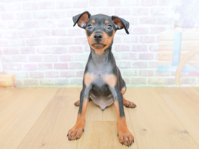 ミニチュア・ピンシャー
