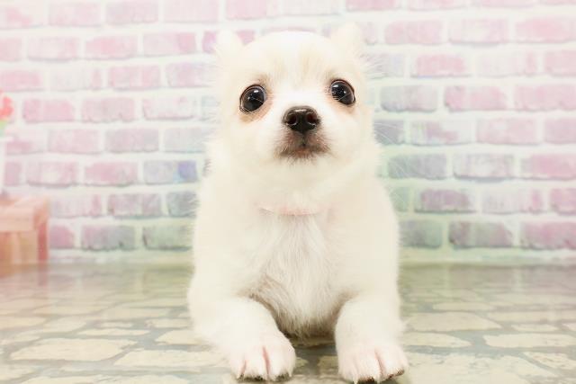 千葉県のチワワ(ロング) (Coo&RIKU市原店/2026年4月23日生まれ/女の子/ホワイトクリーム)の子犬の1枚目の画像