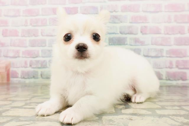千葉県のチワワ(ロング) (Coo&RIKU市原店/2026年4月23日生まれ/女の子/ホワイトクリーム)の子犬の2枚目の画像