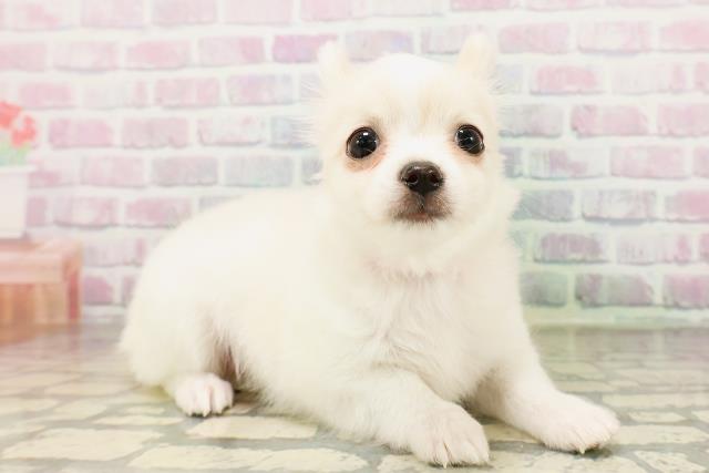 千葉県のチワワ(ロング) (Coo&RIKU市原店/2026年4月23日生まれ/女の子/ホワイトクリーム)の子犬の3枚目の画像