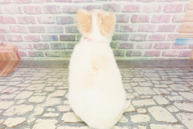 千葉県のチワワ(ロング) (Coo&RIKU市原店/2026年4月23日生まれ/女の子/ホワイトクリーム)の子犬の4枚目の画像