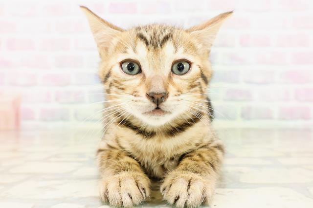 ベンガル