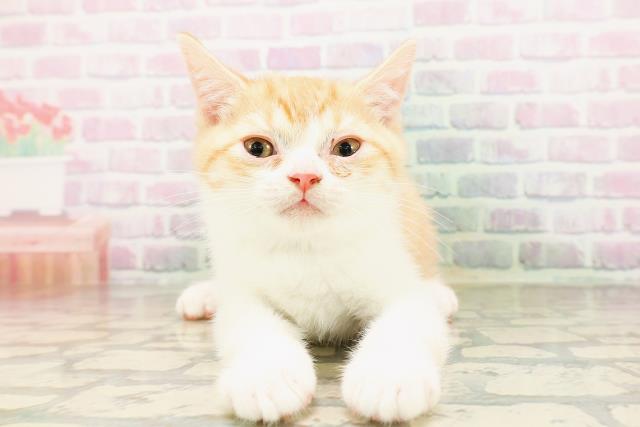 マンチカン（長足）