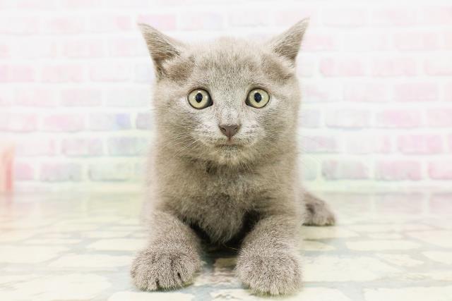 東京都のシャルトリュー (Coo&RIKU武蔵小山店/2026年4月25日生まれ/男の子/ブルー)の子猫の1枚目の画像
